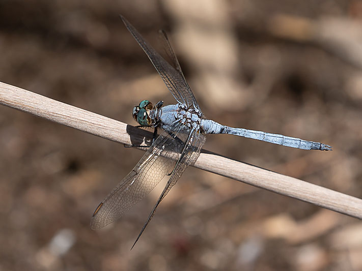 Orthetrum boumiera male-2155.jpg