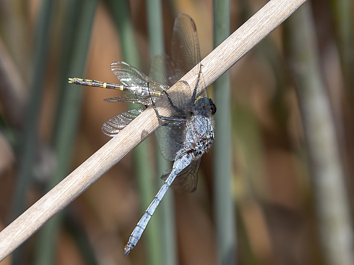 Orthetrum boumiera male-2160.jpg