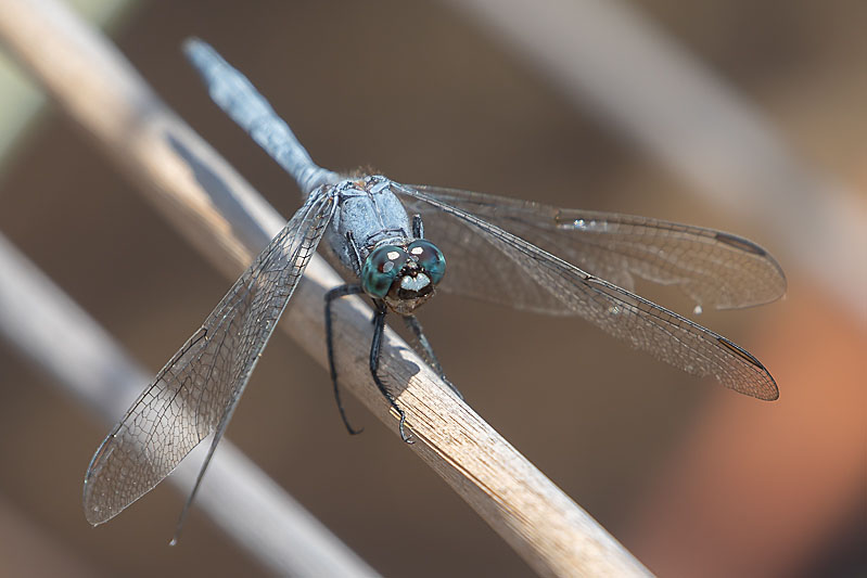 Orthetrum boumiera male-2167.jpg