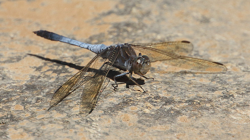 J17_3249 Orthetrum caledonicum male.JPG