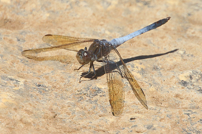 J17_3254 Orthetrum caledonicum male.JPG