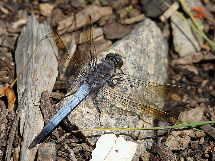 J17_3469 Orthetrum caledonicum male.JPG