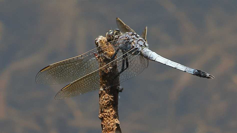 J19_1525 Orthetrum caledonicum male.JPG