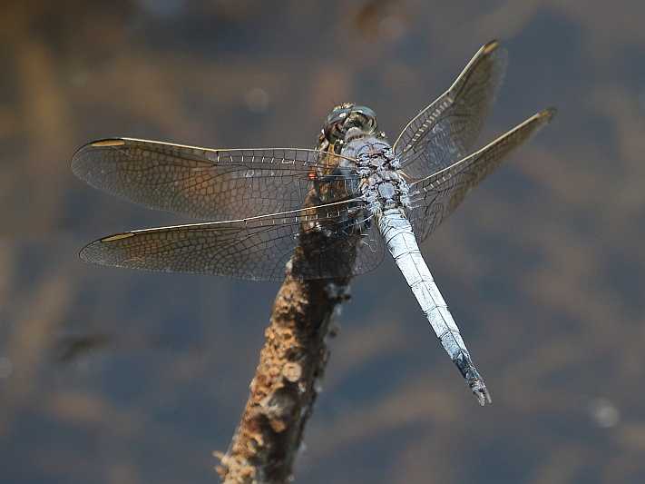 J19_1529 Orthetrum caledonicum male.JPG