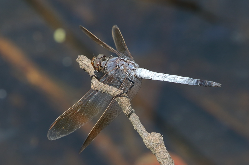 J19_1536 Orthetrum caledonicum male.JPG