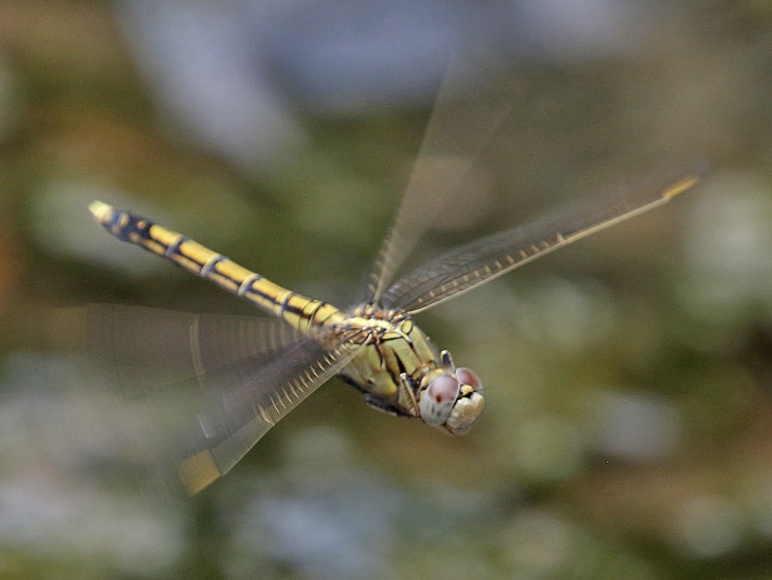 J19_2019 Orthetrum caledonicum female.JPG