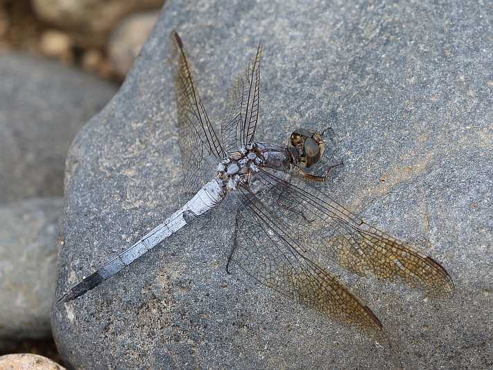 J19_2649 Orthetrum caledonicum male.JPG