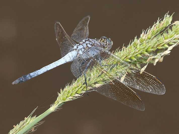 J19_2681 Orthetrum caledonicum male.JPG