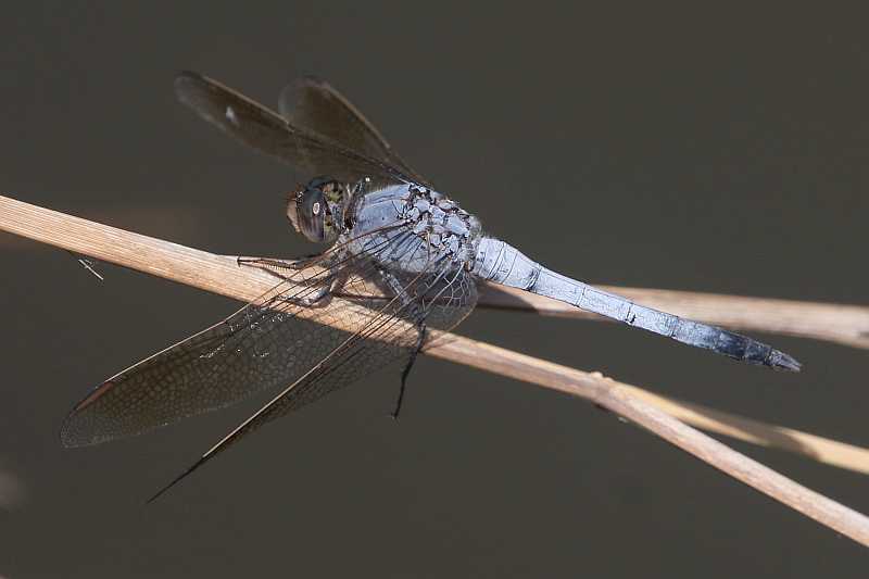 J19_2803 Orthetrum caledonicum male.JPG