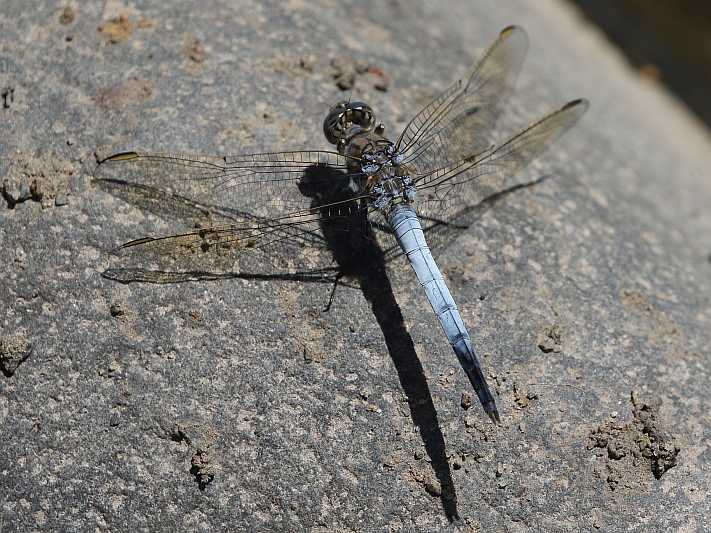 J19_3190 Orthetrum caledonicum male.JPG