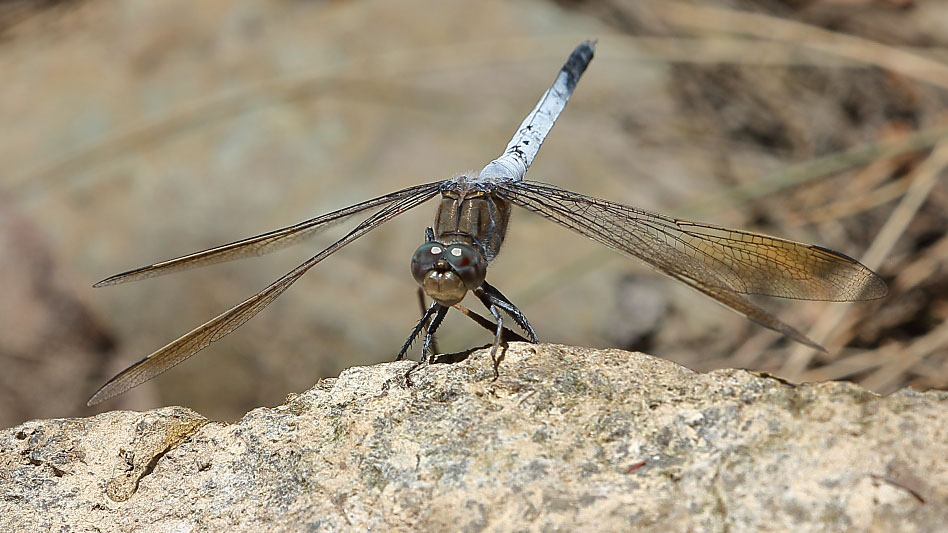 J19_3250 Orthetrum caledonicum male.JPG