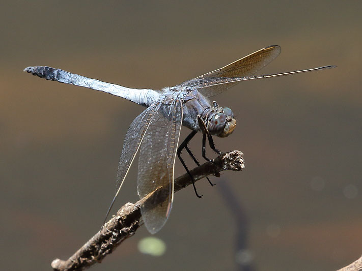 J19_3407 Orthetrum caledonicum male.JPG