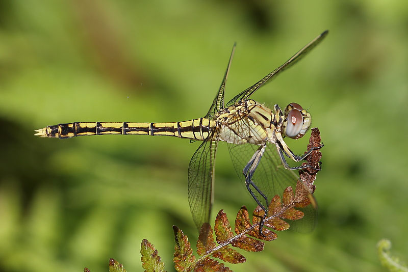 J19_3524 Orthetrum caledonicum female.JPG