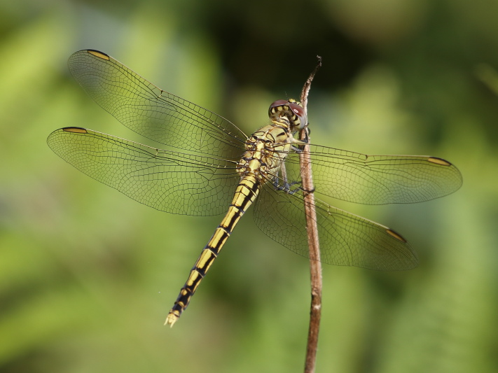 J19_3527 Orthetrum caledonicum female.JPG