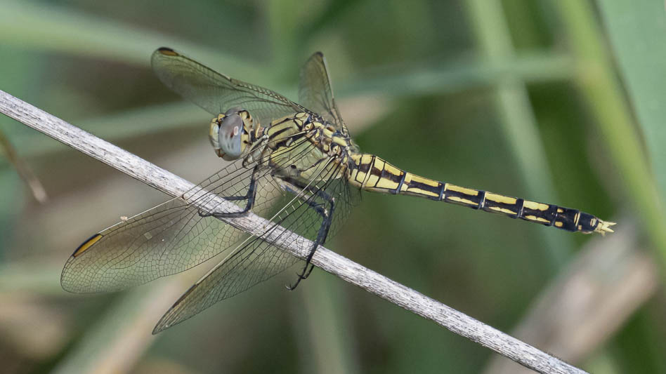 Orthetrum caledonicum female-3.jpg