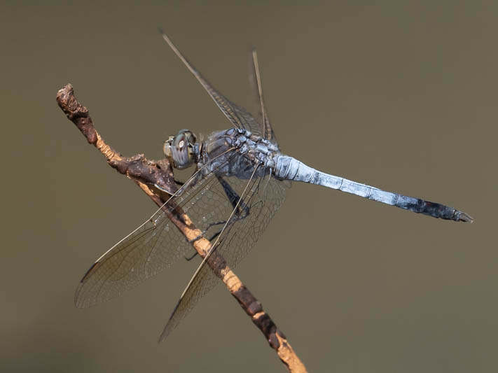 Orthetrum caledonicum male-3.jpg