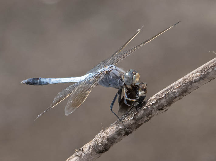 Orthetrum caledonicum male-5.jpg