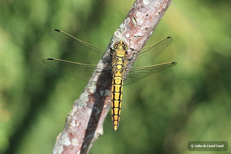 IMG_5779_Orthetrum_cancellatum.JPG