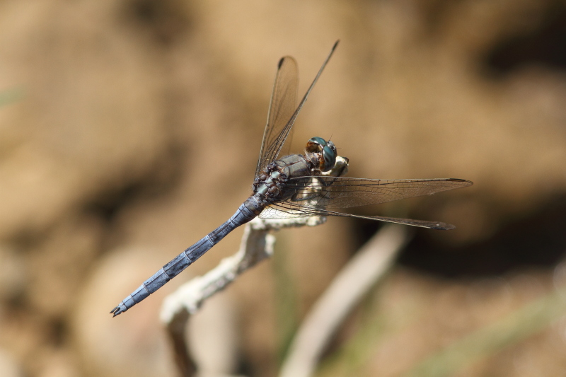 J01_3726 Orthetrum chrysostigma.JPG