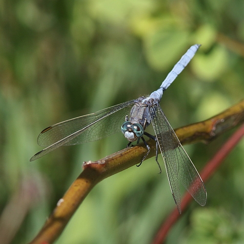 J15B0279  Orthetrum chrysostigma male.JPG