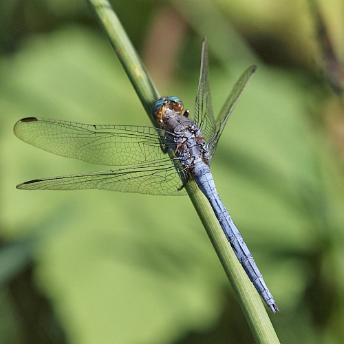 J15B0285  Orthetrum chrysostigma male.JPG