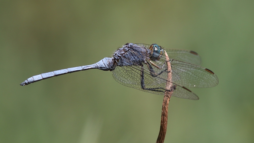 J15B0290  Orthetrum chrysostigma male.JPG