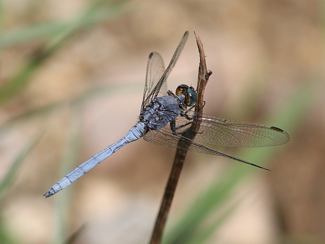 J15B0291 Orthetrum chrysostigma male.JPG