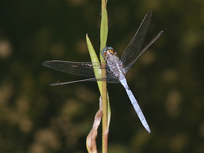 J15B0349 Orthetrum chrysostigma male.JPG