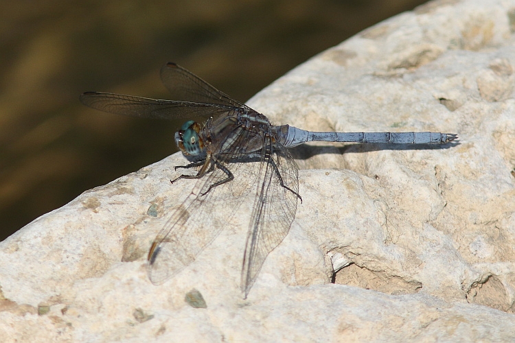 J15B0419  Orthetrum chrysostigma male.JPG