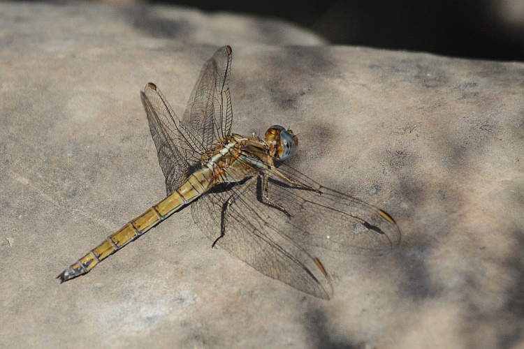 J16_0387 Orthetrum chrysostigma female.JPG