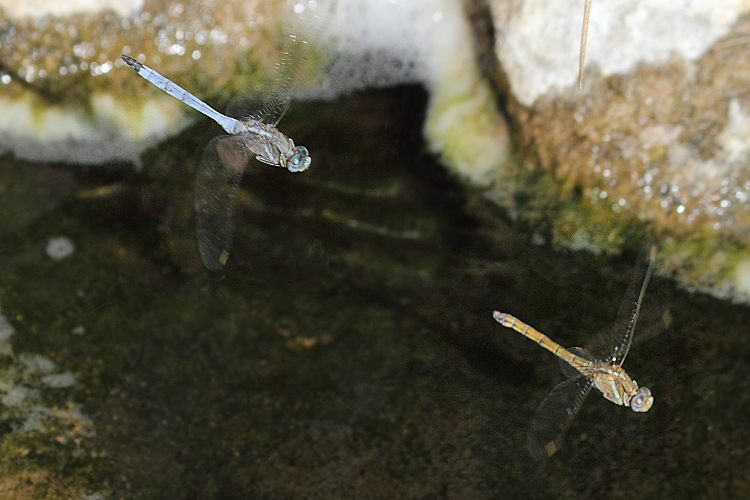 J16_0397 Orthetrum chrysostigma pair.JPG