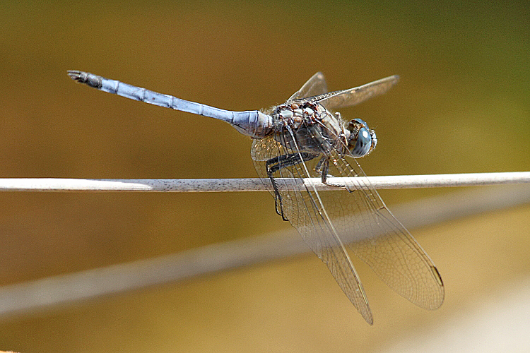 J16_0400 Orthetrum chrysostigma male.JPG