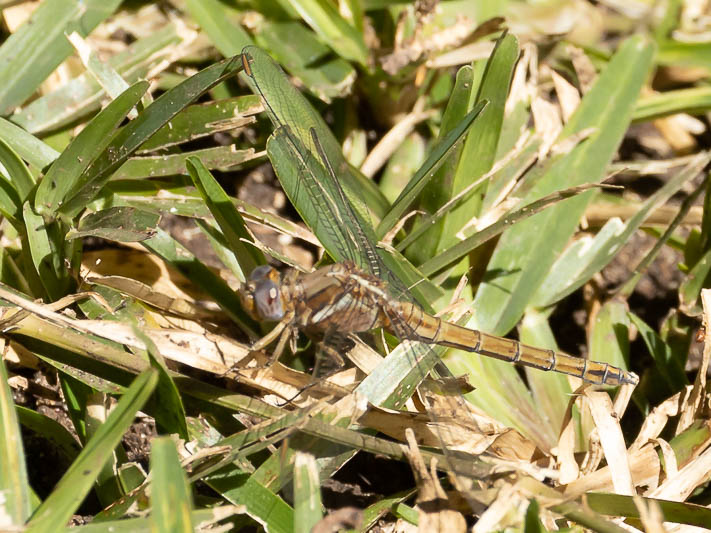 Orthetrum chrysostigma female Zambia-8484.jpg