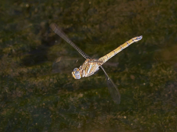 Orthetrum chrysostigma female-0393.jpg