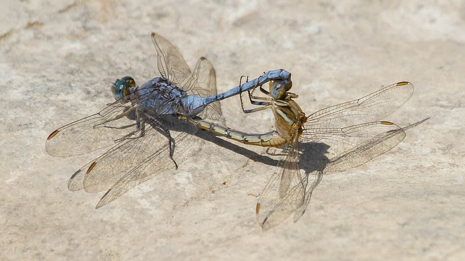 Orthetrum chrysostigma in cop-1404.jpg