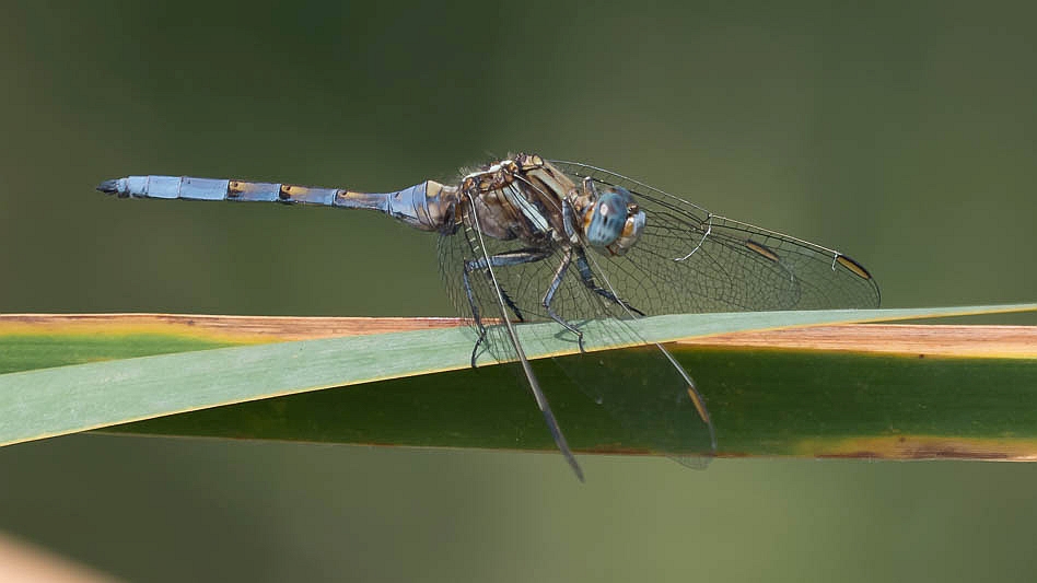 Orthetrum chrysostigma male-190183.jpg