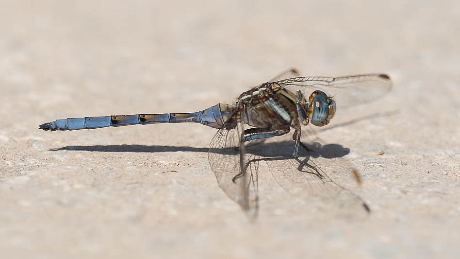 Orthetrum chrysostigma male-190187.jpg