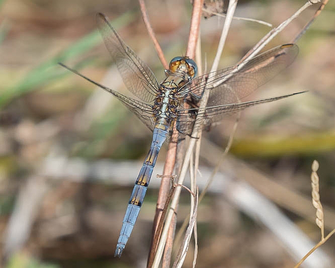 Orthetrum chrysostigma male-190192.jpg