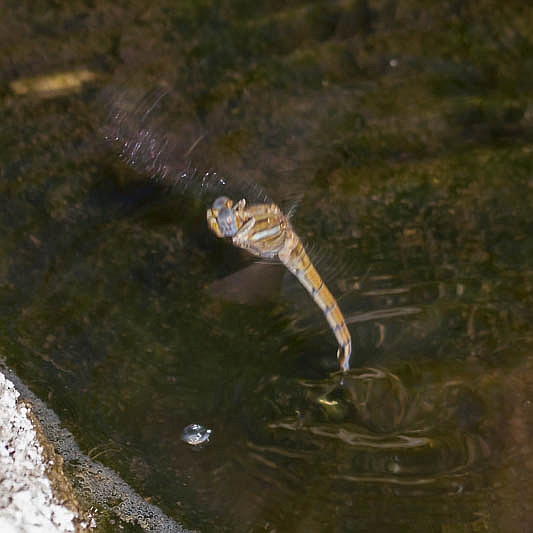 Orthetrum chrysostigma ovip-0394.jpg