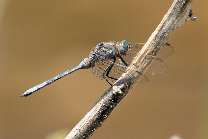 _MG_1246 Orthetrum chrysostigma.JPG