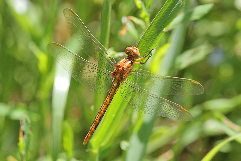 IMG_0956 Orthetrum coerulescens male.JPG