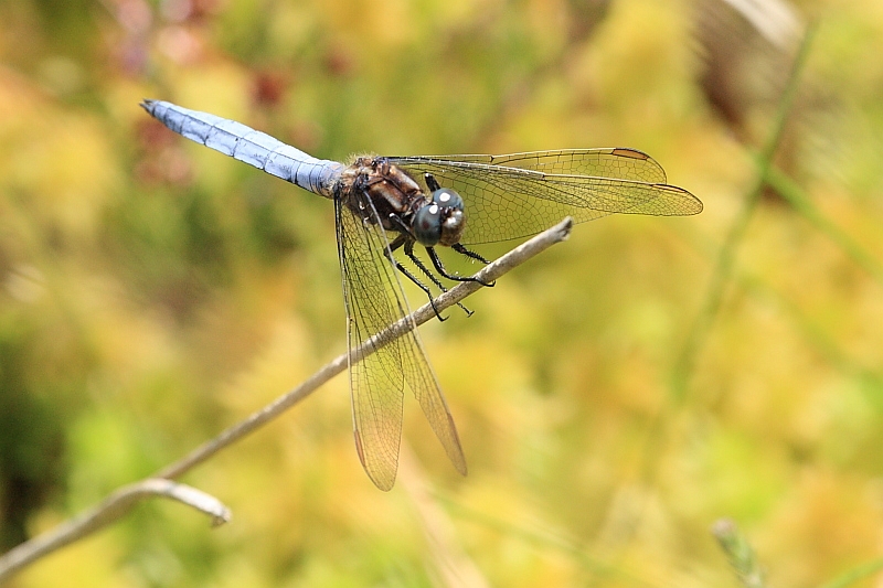 IMG_2293_Orthetrum_coerulescens.JPG