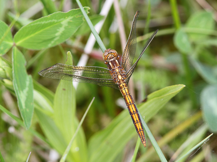 J01_3205 Orthetrum coerulescens male.JPG