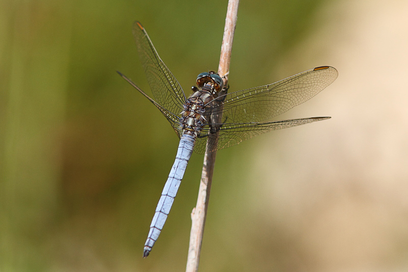 J01_3815 Orthetrum coerulescens.JPG