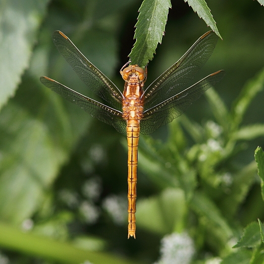 J14_1124 Orthetrum coerulescens.JPG