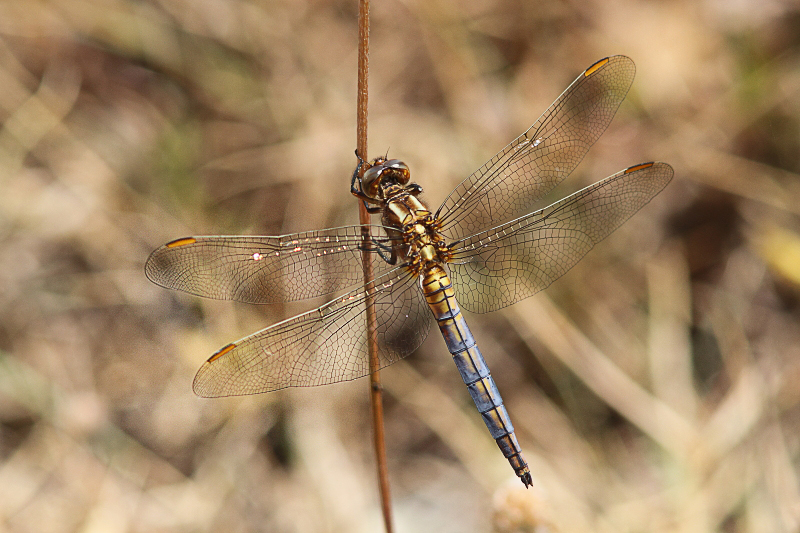 J14_1180 Orthetrum coerulescens.JPG