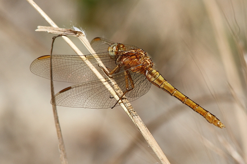 J14_1320 Orthetrum coerulescens.JPG