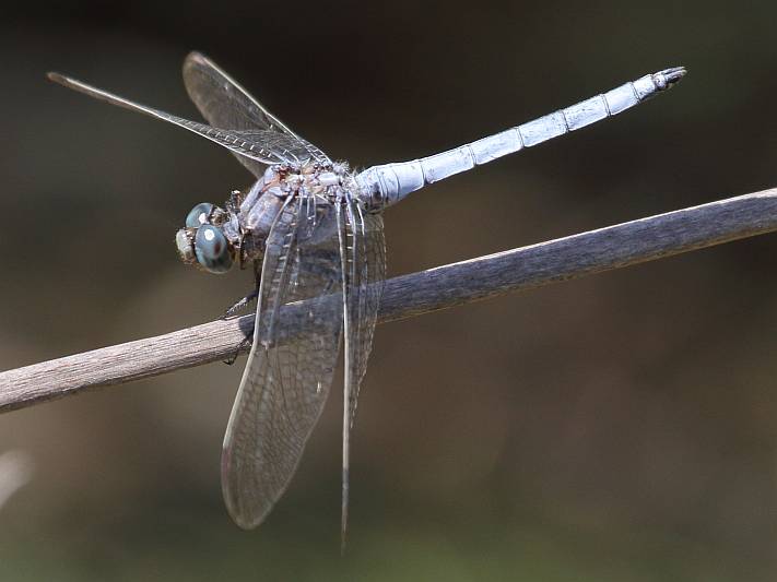 J16_0545 Orthetrum coerulescens.JPG