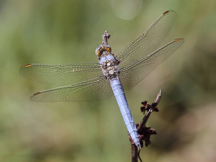 J16_0555 Orthetrum coerulescens.JPG