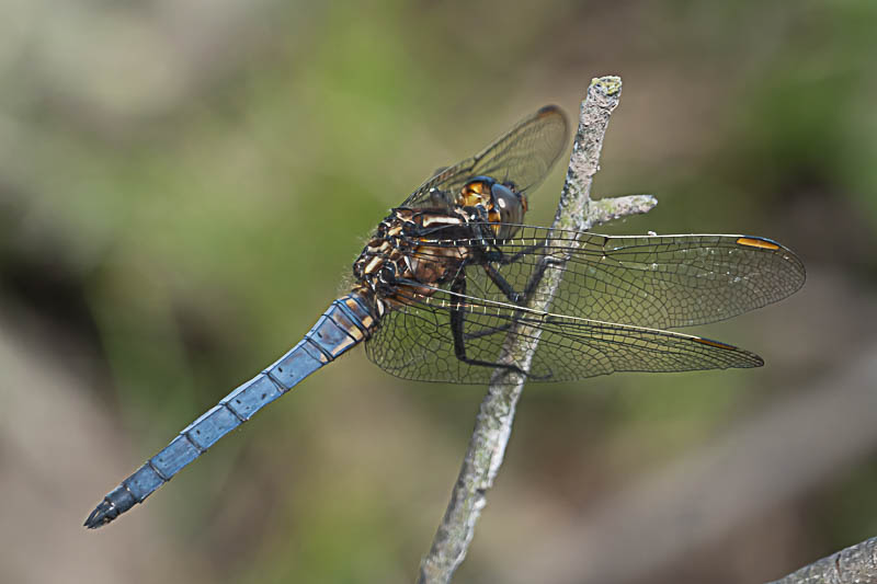 Orthetrum coerulescens male-.jpg